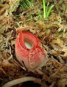 Nepenthes ampullaria 'Cantleys Red' 6